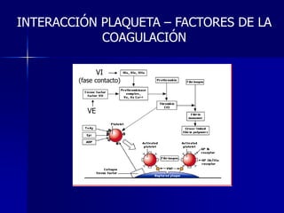 INTERACCIÓN PLAQUETA – FACTORES DE LA
            COAGULACIÓN

                VI
        (fase contacto)



           VE
 