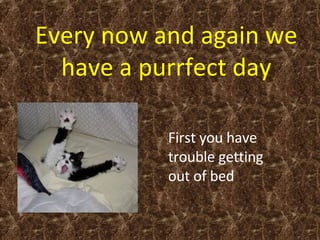 Every now and again we have a purrfect day First you have trouble getting out of bed  