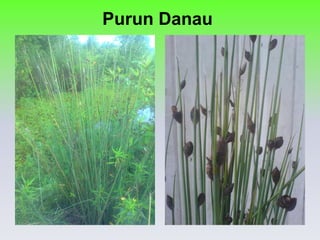 Purun Danau  