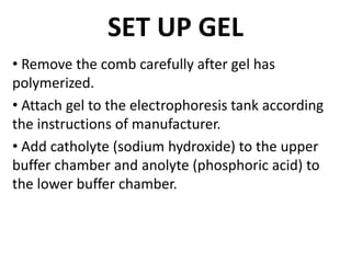 SET UP GEL
• Remove the comb carefully after gel has
polymerized.
• Attach gel to the electrophoresis tank according
the instructions of manufacturer.
• Add catholyte (sodium hydroxide) to the upper
buffer chamber and anolyte (phosphoric acid) to
the lower buffer chamber.
 