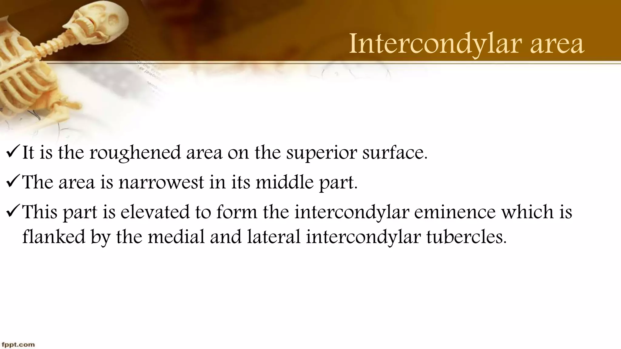 Purvi shah anatomy of tibia ppt