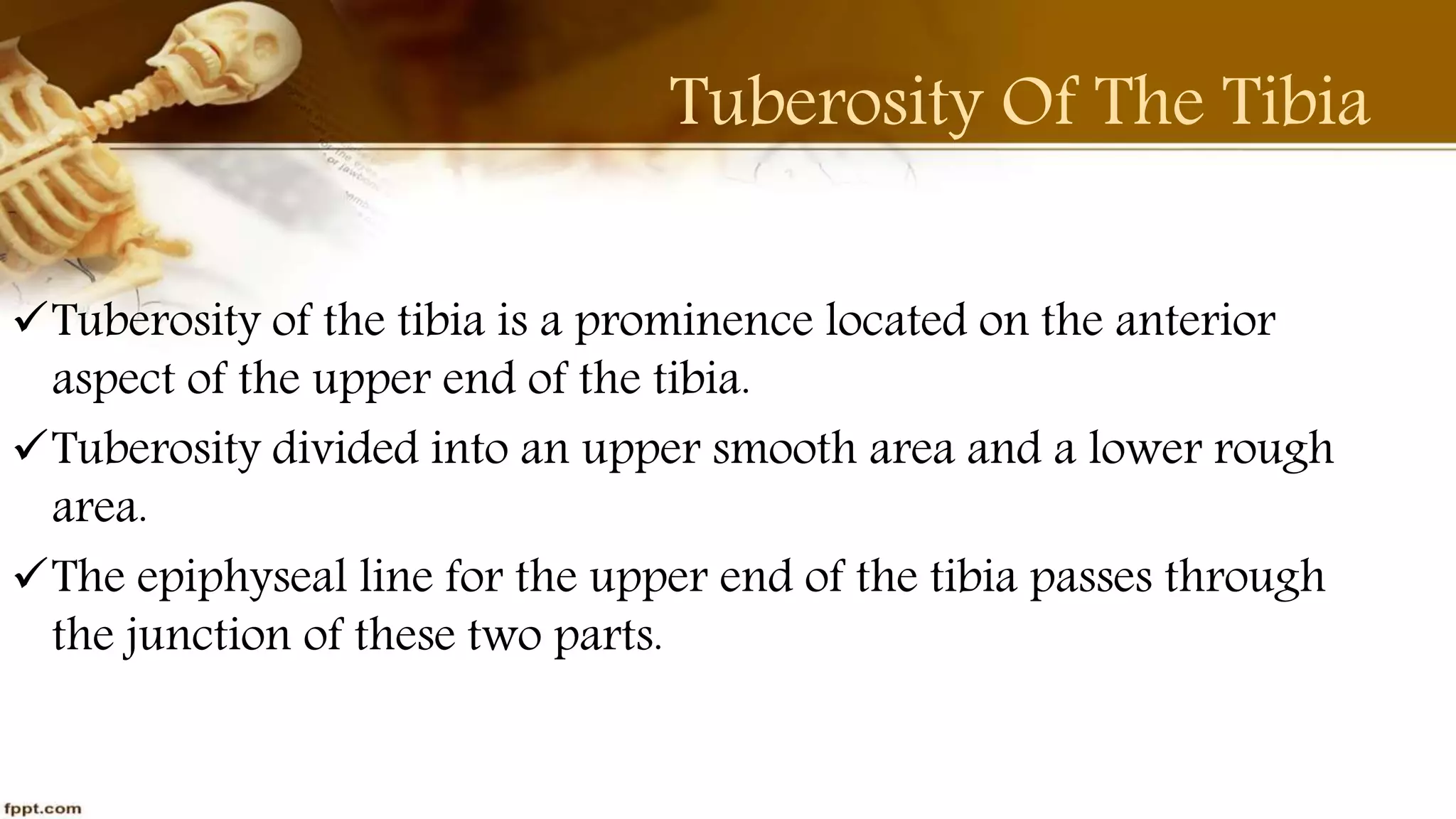 Purvi shah anatomy of tibia ppt