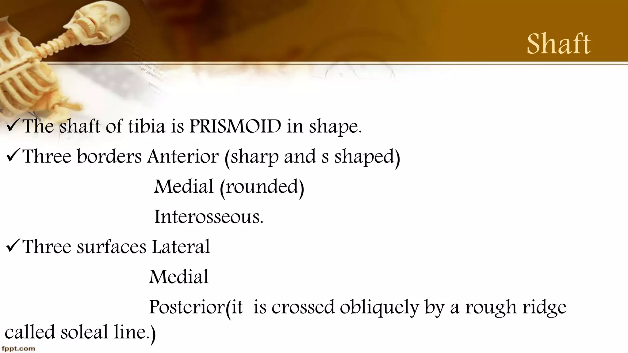 Purvi shah anatomy of tibia ppt