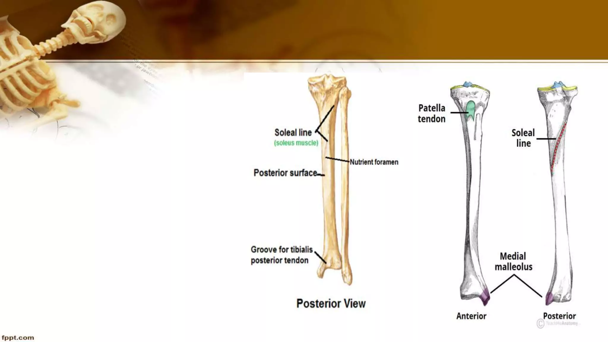 Purvi shah anatomy of tibia ppt
