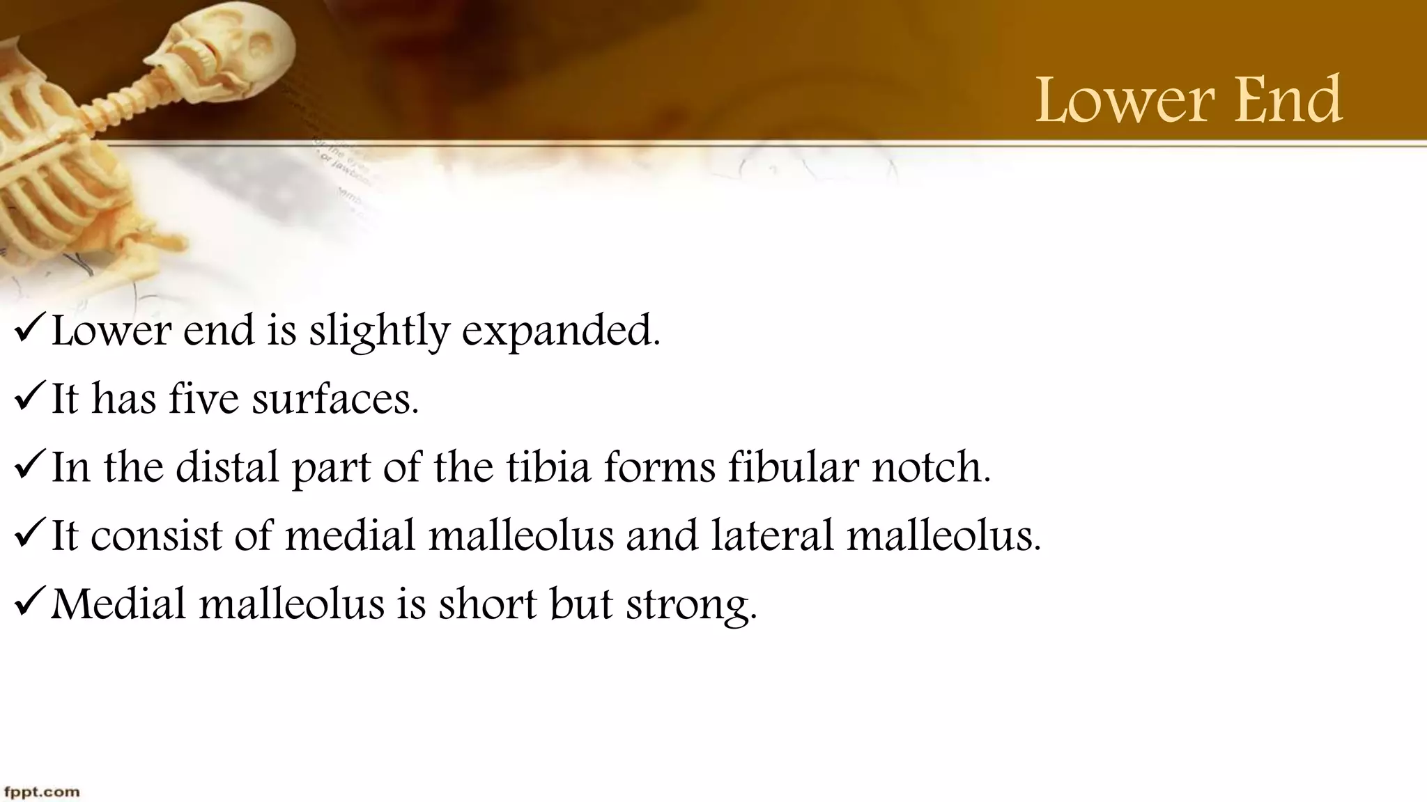 Purvi shah anatomy of tibia ppt