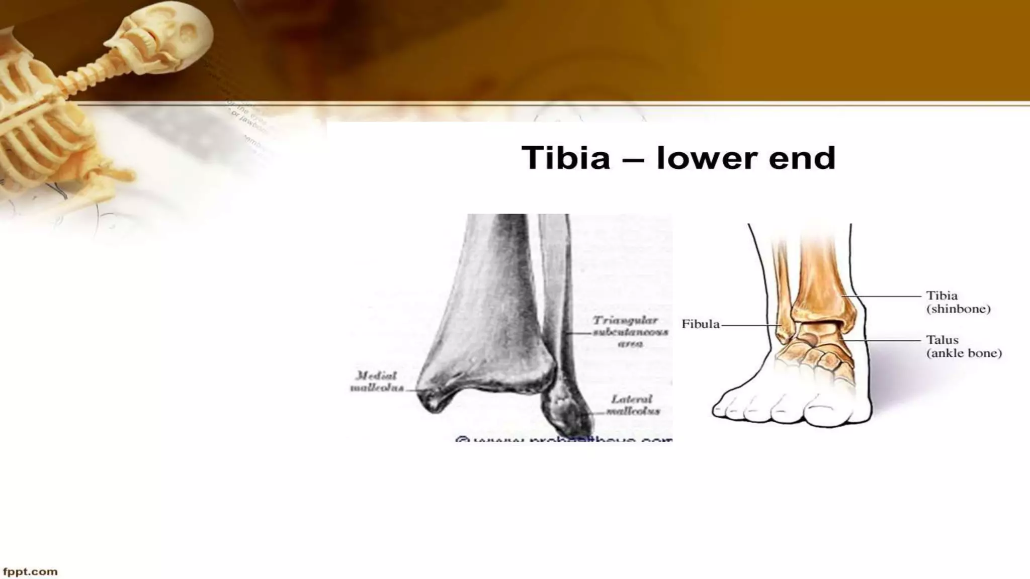 Purvi shah anatomy of tibia ppt