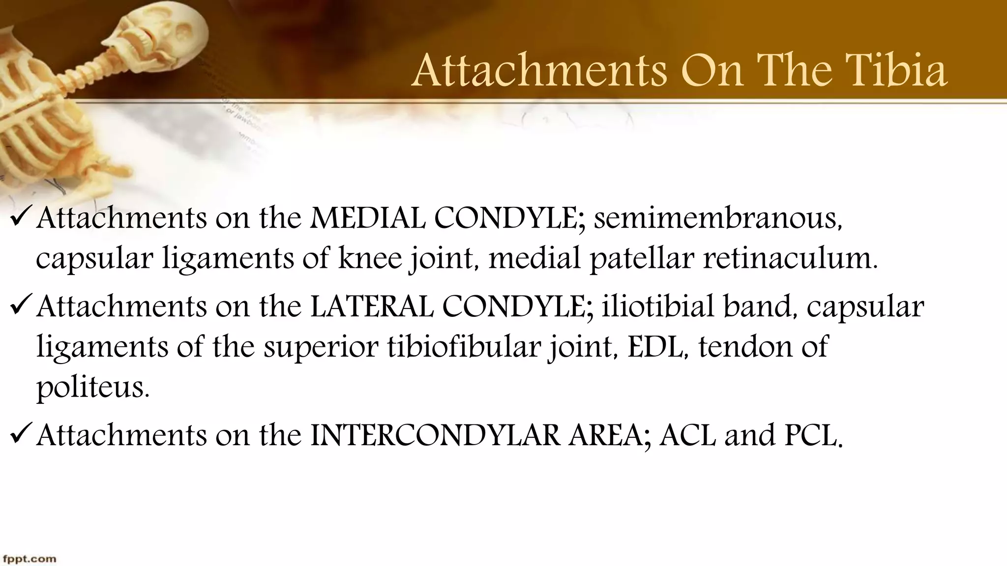 Purvi shah anatomy of tibia ppt