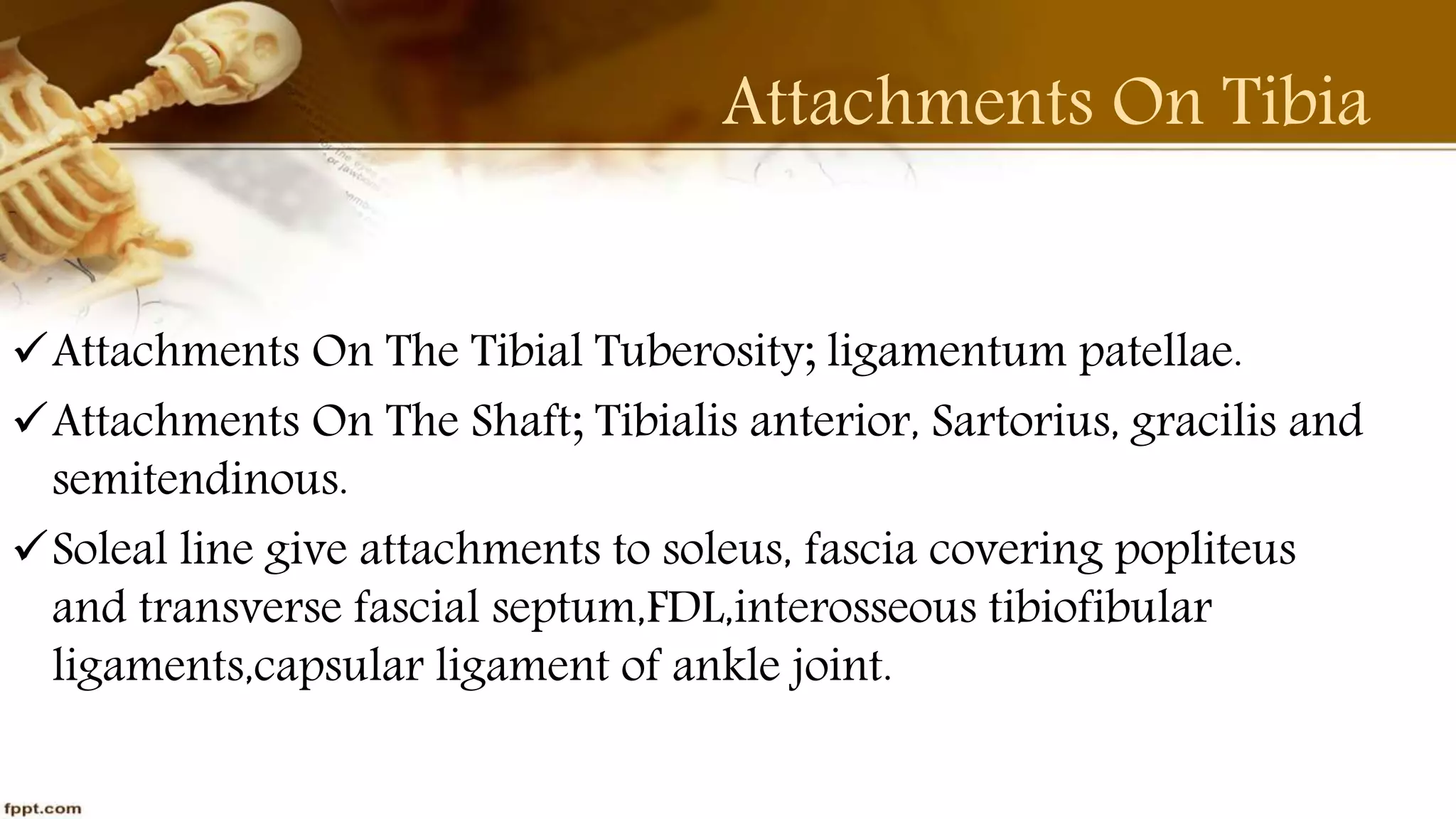 Purvi shah anatomy of tibia ppt
