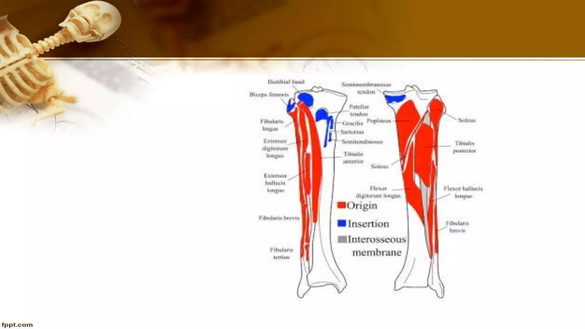 Purvi shah anatomy of tibia ppt