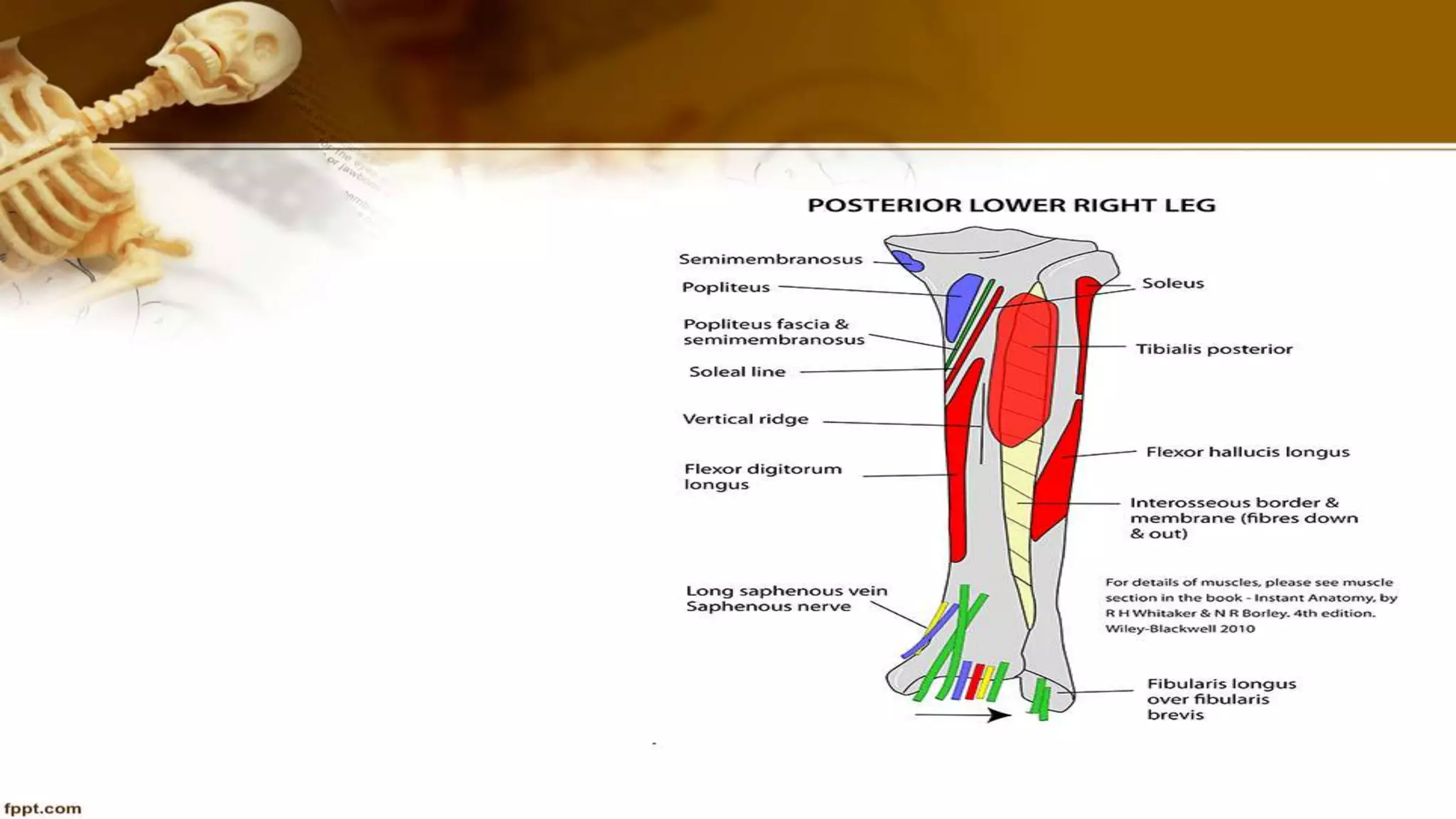 Purvi shah anatomy of tibia ppt