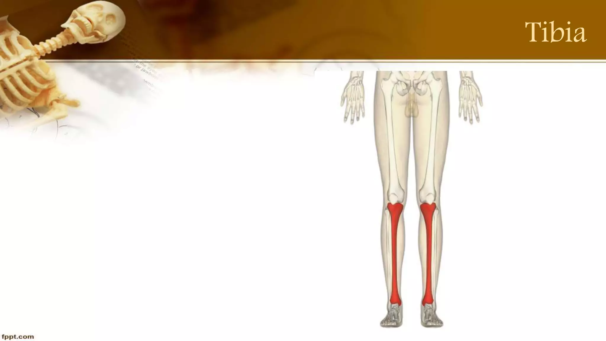 Purvi shah anatomy of tibia ppt