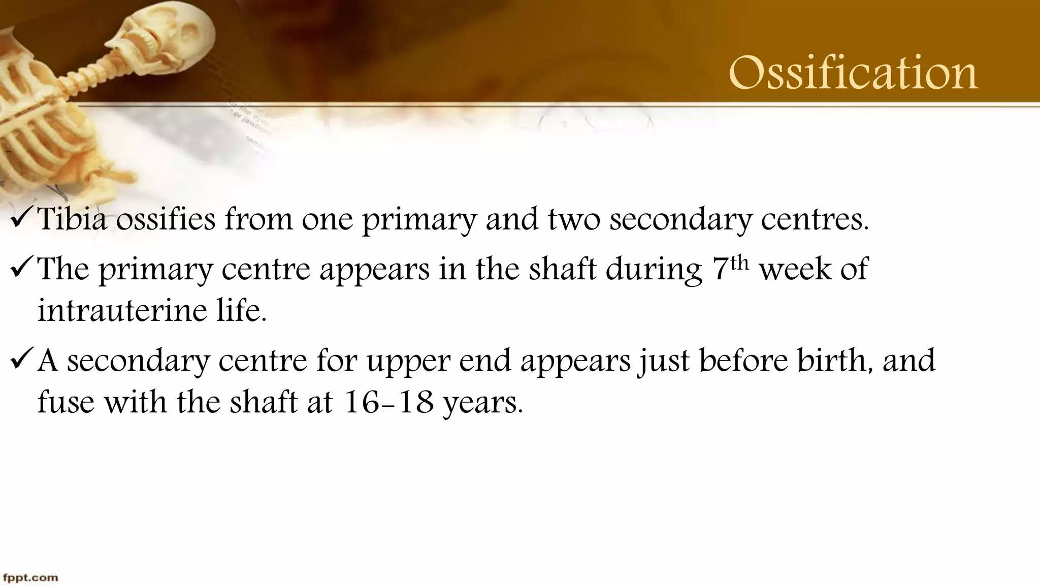 Purvi shah anatomy of tibia ppt