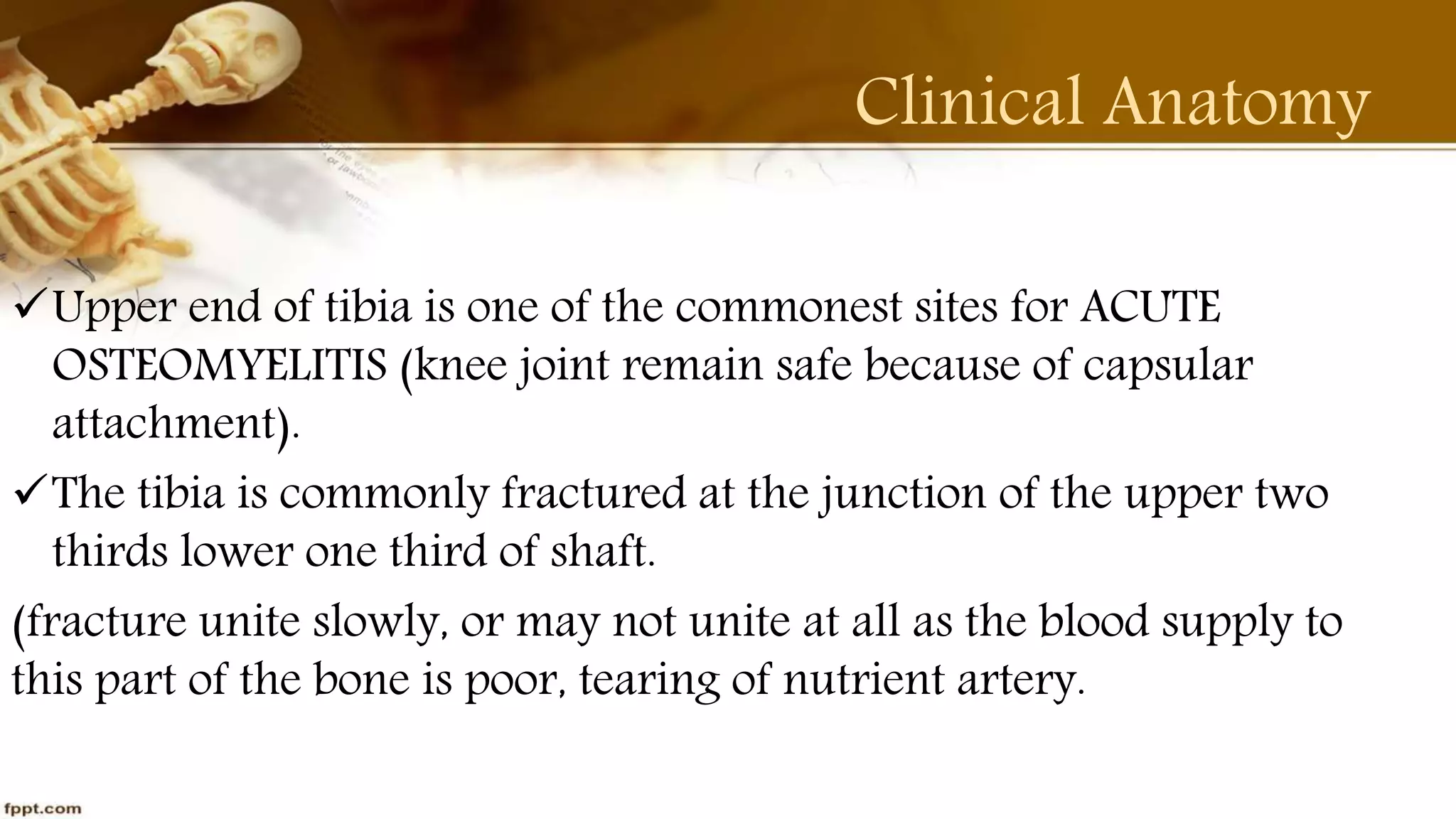 Purvi shah anatomy of tibia ppt
