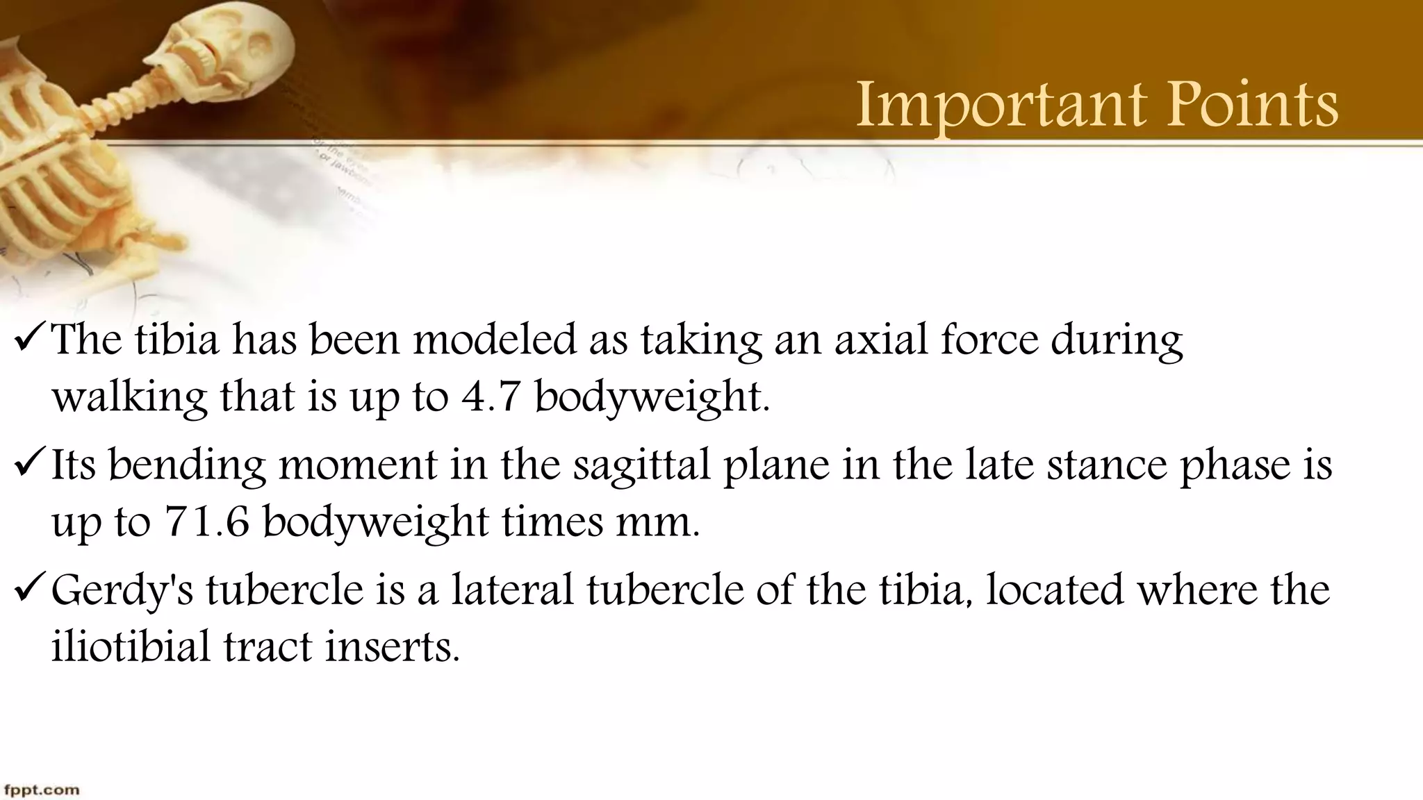 Purvi shah anatomy of tibia ppt