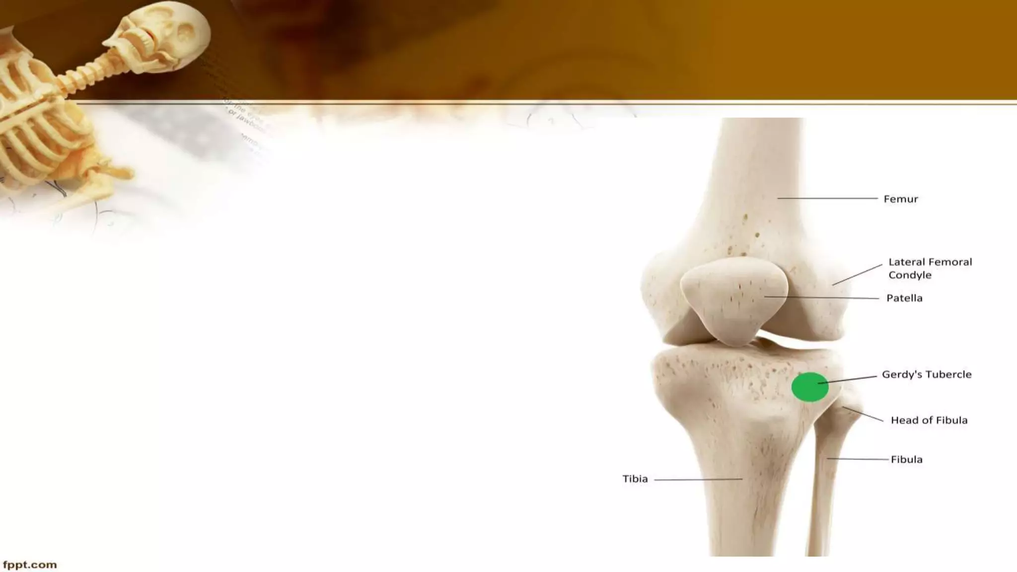 Purvi shah anatomy of tibia ppt