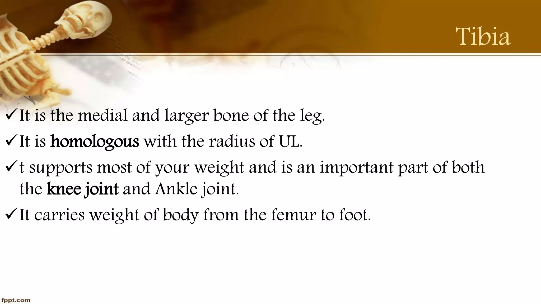 Purvi shah anatomy of tibia ppt
