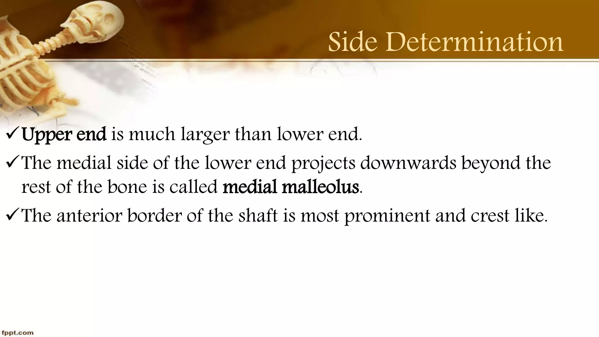 Purvi shah anatomy of tibia ppt