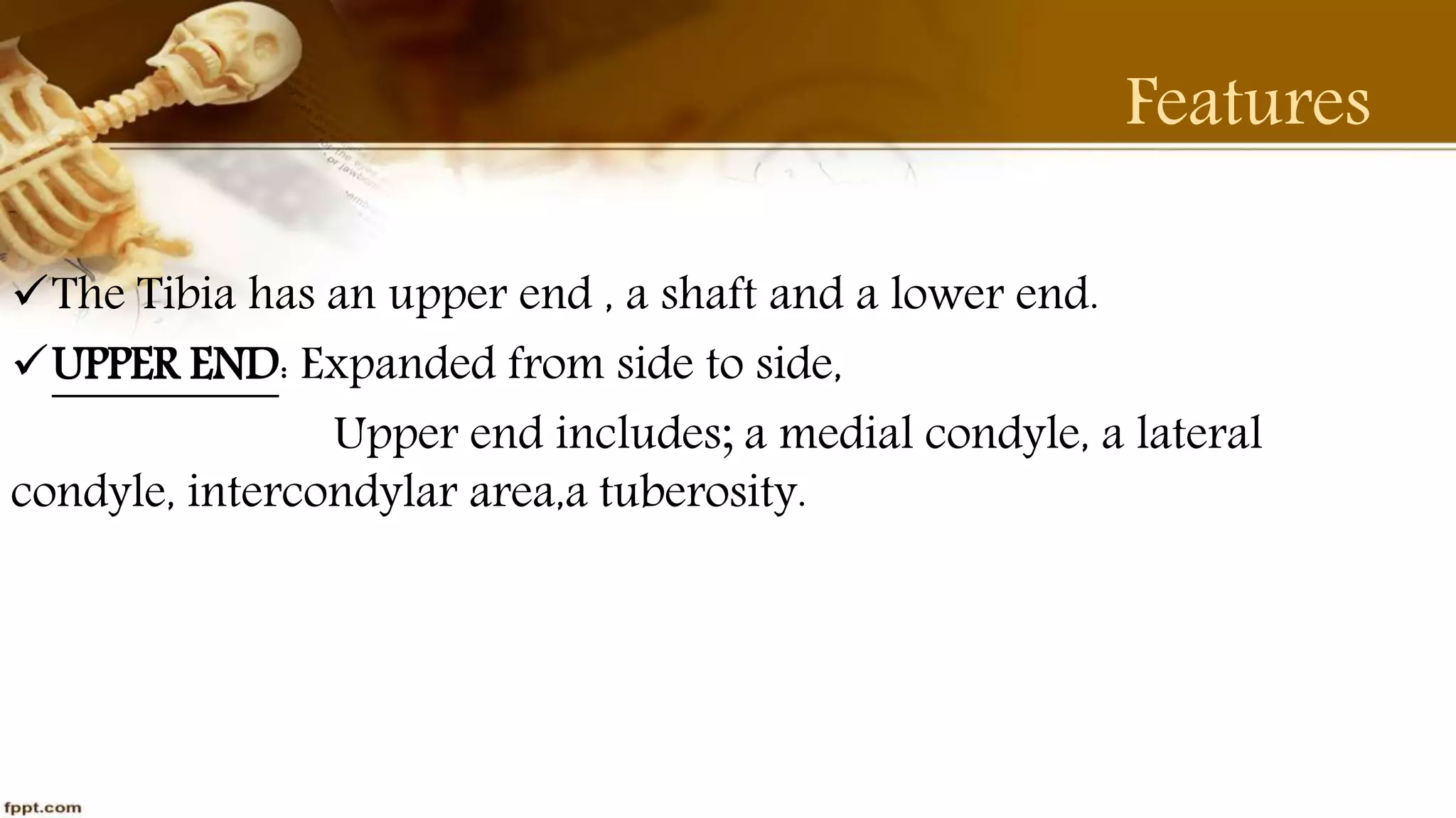 Purvi shah anatomy of tibia ppt