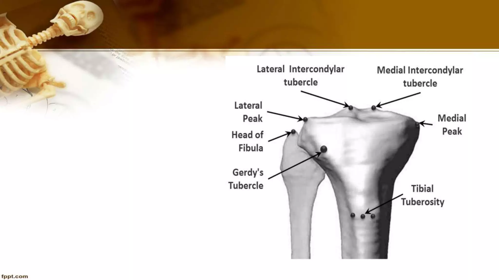 Purvi shah anatomy of tibia ppt
