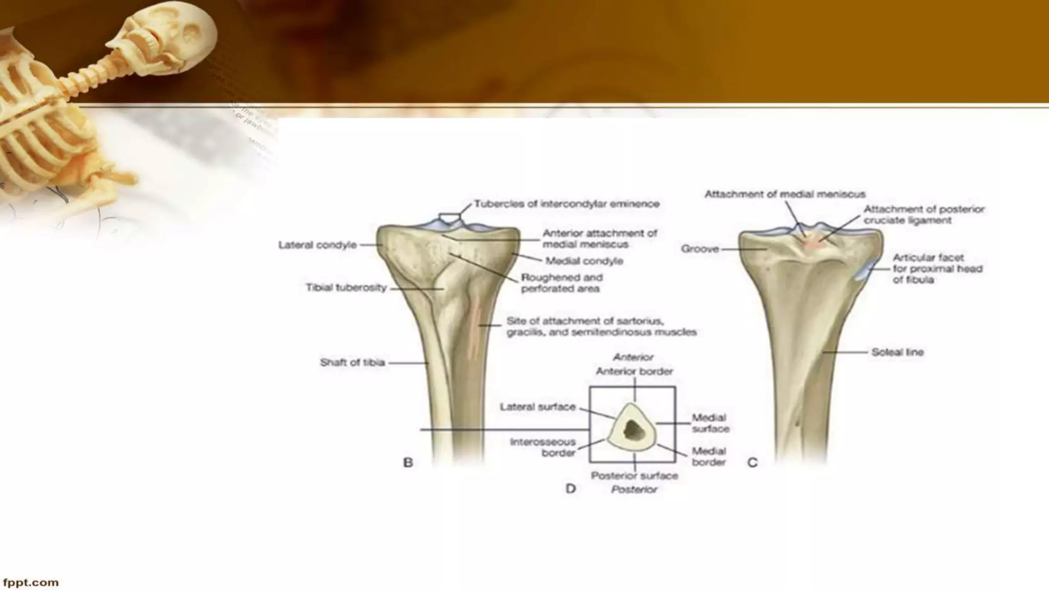 Purvi shah anatomy of tibia ppt