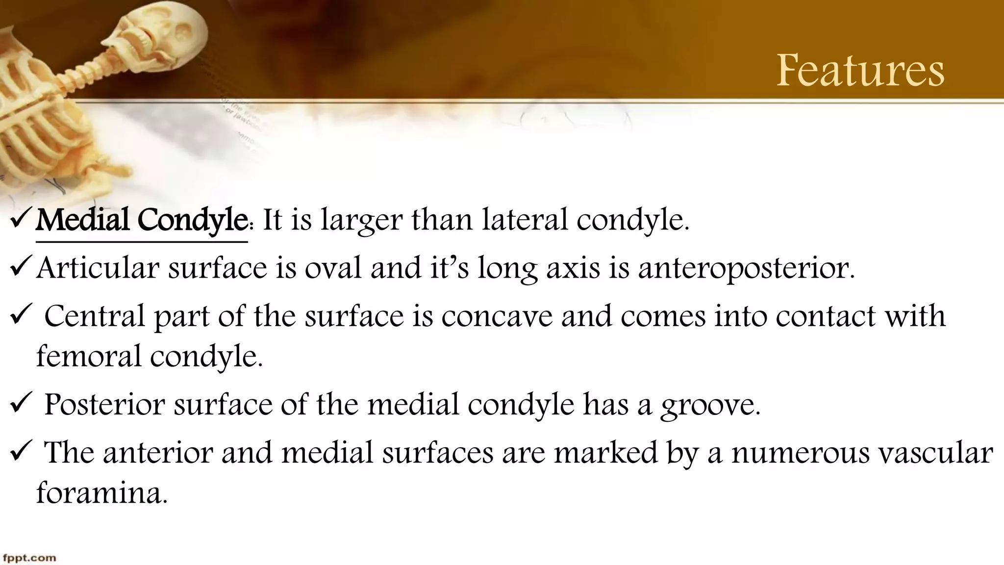 Purvi shah anatomy of tibia ppt