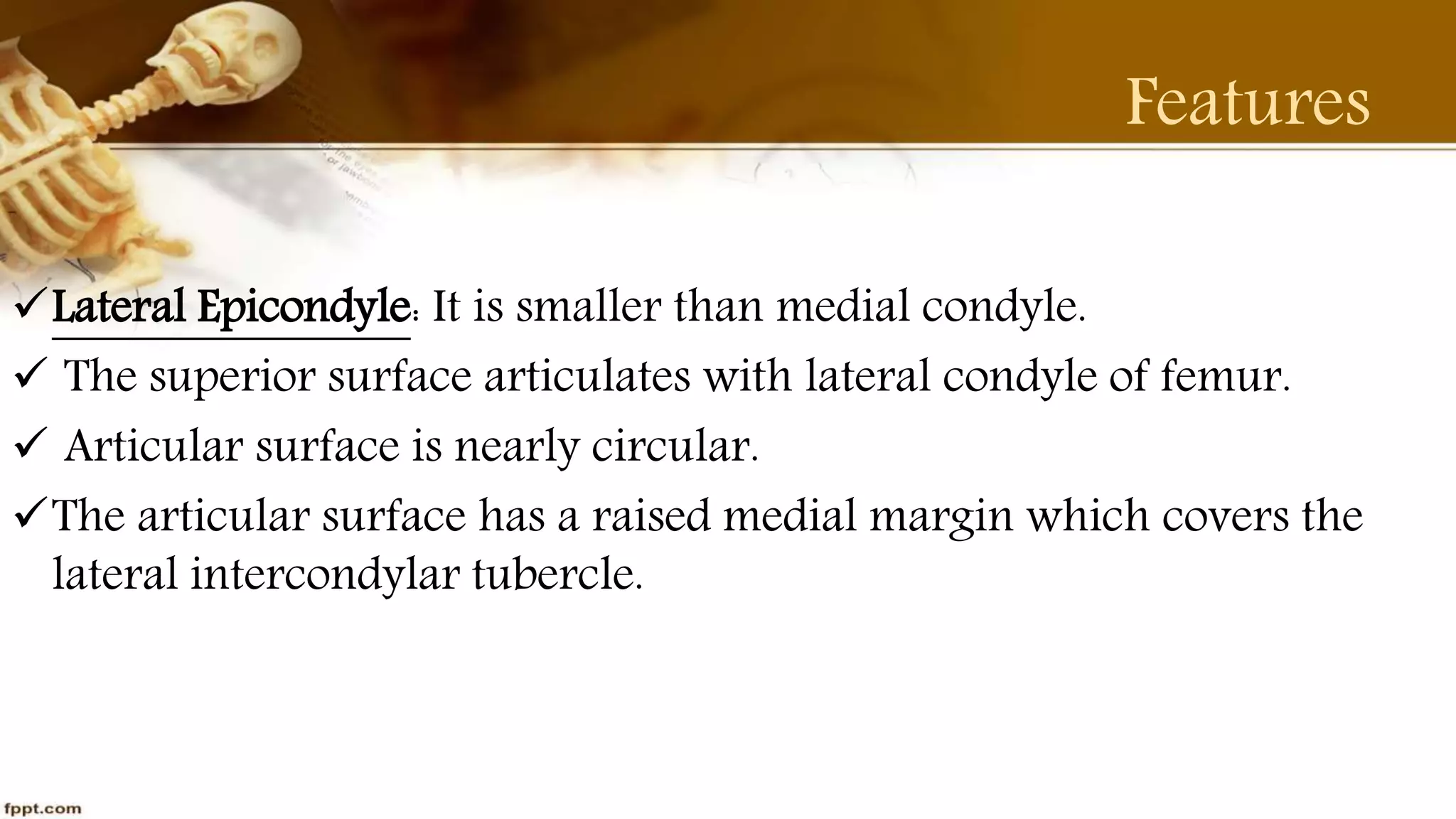 Purvi shah anatomy of tibia ppt