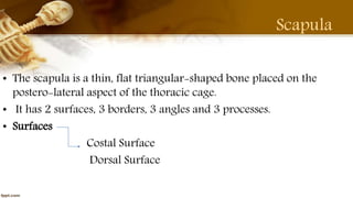 Purvi shah clavicle & scapula PPT {UL BONE} | PPTX