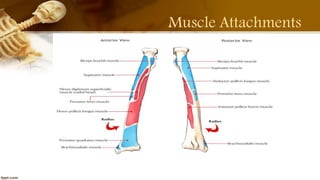 Purvi shah radius & ulna anatomy ppt | PPTX