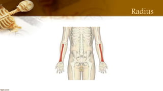 The Radius Proximal Distal Shaft Teachmeanatomy Aap Implants Inc