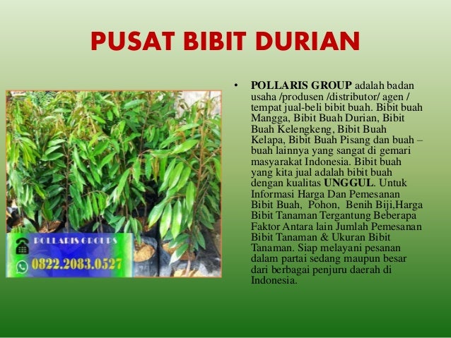 jual bibit durian musang king jakarta jual bibit durian jual bibit durian musang king jakarta jual bibit durian