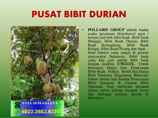 Download 56 Koleksi Gambar Durian Hepe Paling Bagus Gratis