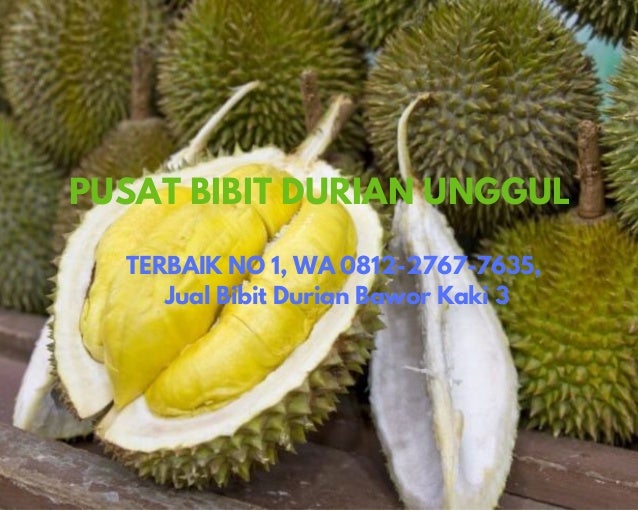 Unduh 720 Koleksi Gambar Durian Terbaik Terbaru HD
