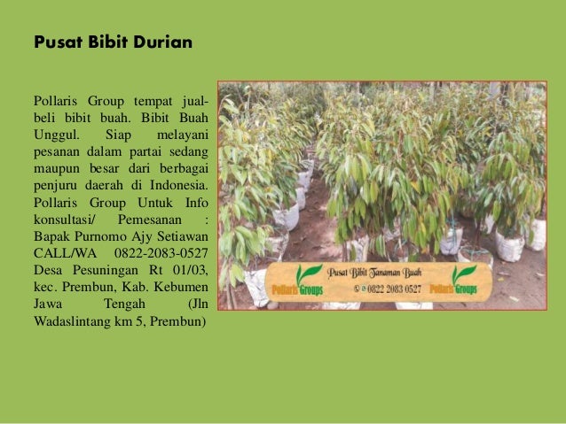 Wa 082 220 228 118 Bibit Durian Musang King Kaki 3 Bibit Durian Musang King Bibit Durian Musang King Di Medan Bibit Durian Musang King Di Sabah Bibit Duria