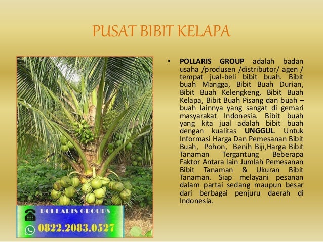 alamat penjual bibit kelapa kopyor jual bibit pohon kelapa alamat penjual bibit kelapa kopyor jual bibit pohon kelapa