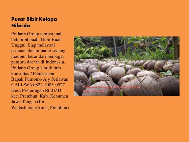 jual bibit kelapa hibrida di bali harga bibit kelapa jual bibit kelapa hibrida di bali harga bibit kelapa