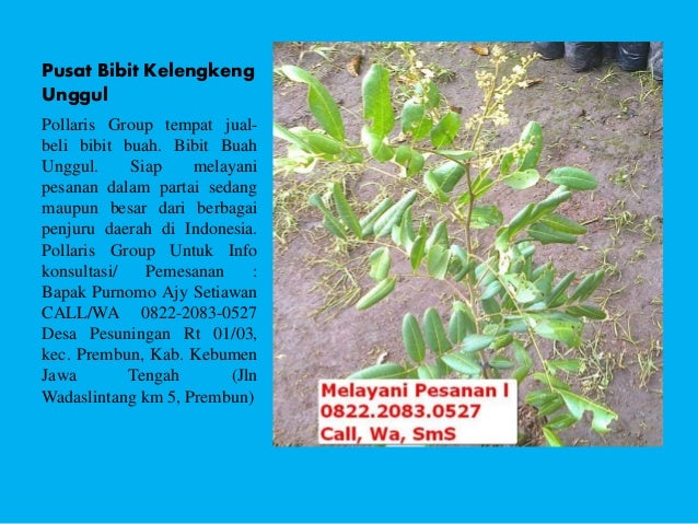 jual bibit kelengkeng new 2 bibit lengkeng new jual bibit kelengkeng new 2 bibit lengkeng new