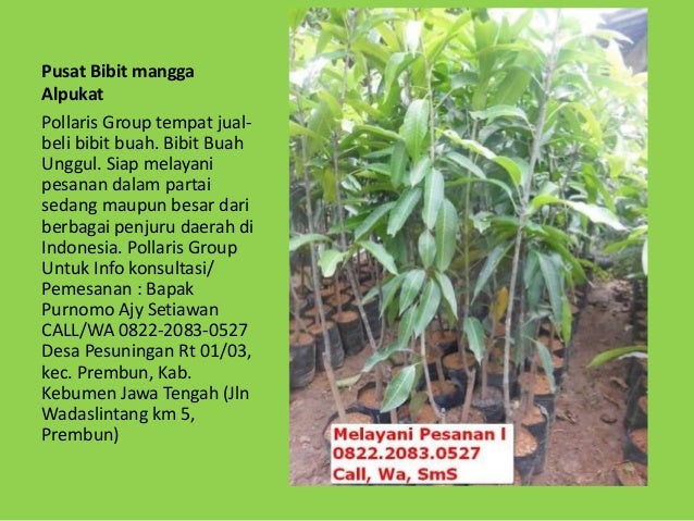 0822 2083 0527 jual bibit mangga alpukat bandung jual 0822 2083 0527 jual bibit mangga alpukat bandung jual