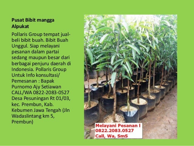 Tanaman Buah Alpukat Dalam Pot,Jual Alpukat,Pohon Alpukat