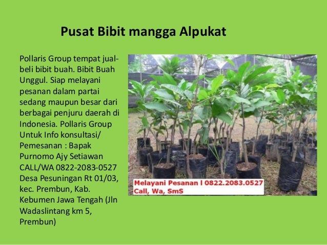 jual bibit tanaman buah dalam pot jual bibit mangga jual bibit tanaman buah dalam pot jual bibit mangga