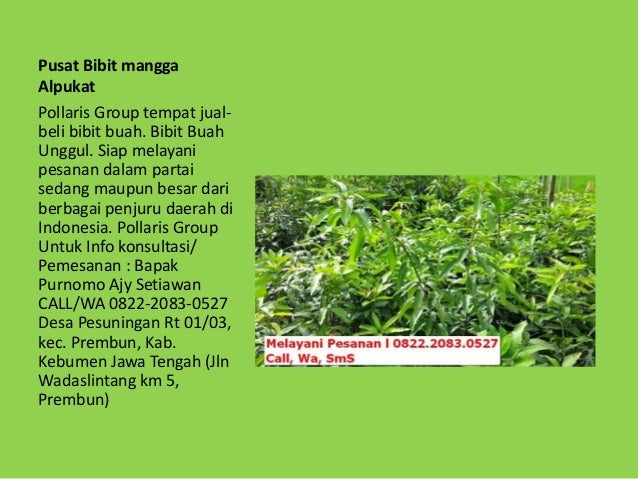 Jual Pohon Mangga Cangkokan,Tanam Alpukat Di Pot,Bibit Mangga Kelapa Jual Pohon Mangga Cangkokan,Tanam Alpukat Di Pot,Bibit Mangga Kelapa