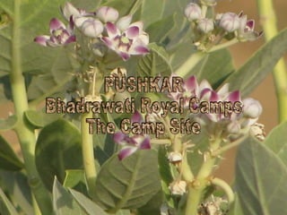 PUSHKAR Bhadrawati Royal Camps The Camp Site 
