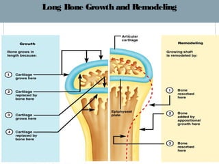 Bone physiology | PPT