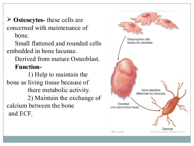 Bone physiology Bone physiology