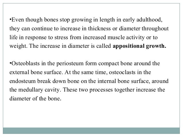 bone physiology once a person reaches adulthood they no longer form new bone