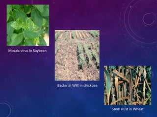 Pushpa Jharia # Breeding for Biotic Stress Resistance ppt. | PPTX