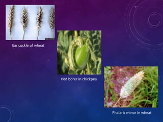 Pushpa Jharia # Breeding for Biotic Stress Resistance ppt. | PPTX