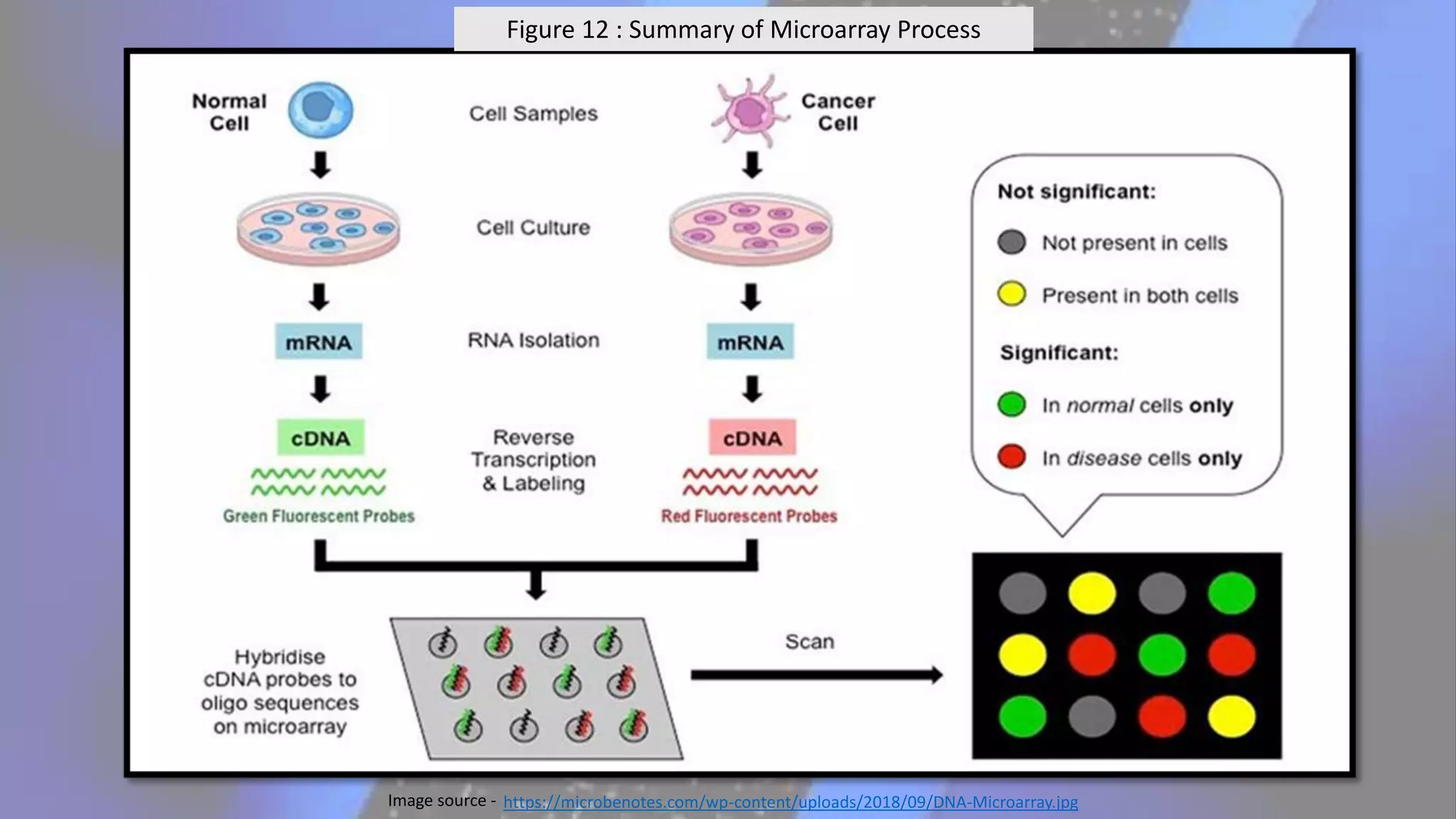 Figure 12 : Summary of Microarray Process
https://microbenotes.com/wp-content/uploads/2018/09/DNA-Microarray.jpg
Image source -
 
