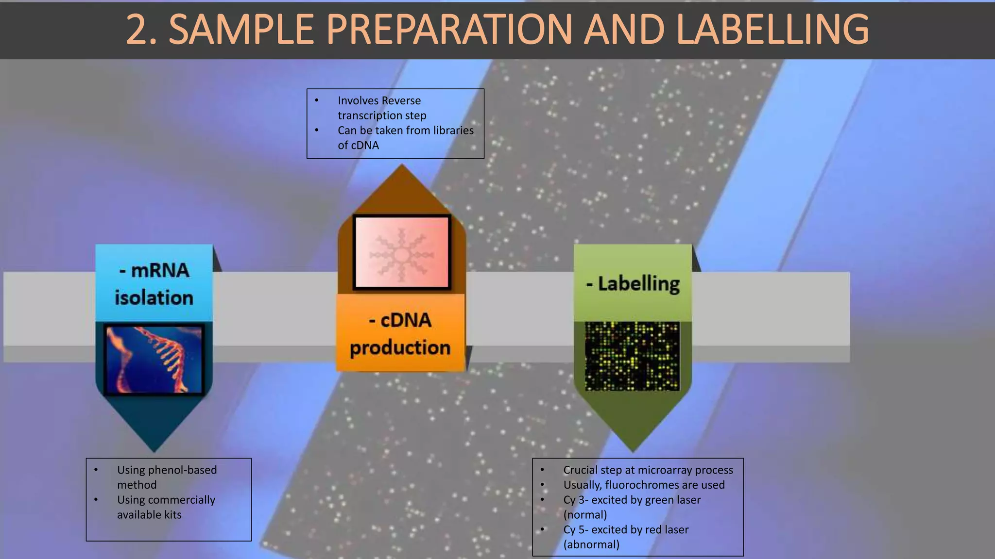 2. SAMPLE PREPARATION AND LABELLING
• Using phenol-based
method
• Using commercially
available kits
• Involves Reverse
transcription step
• Can be taken from libraries
of cDNA
• Crucial step at microarray process
• Usually, fluorochromes are used
• Cy 3- excited by green laser
(normal)
• Cy 5- excited by red laser
(abnormal)
 