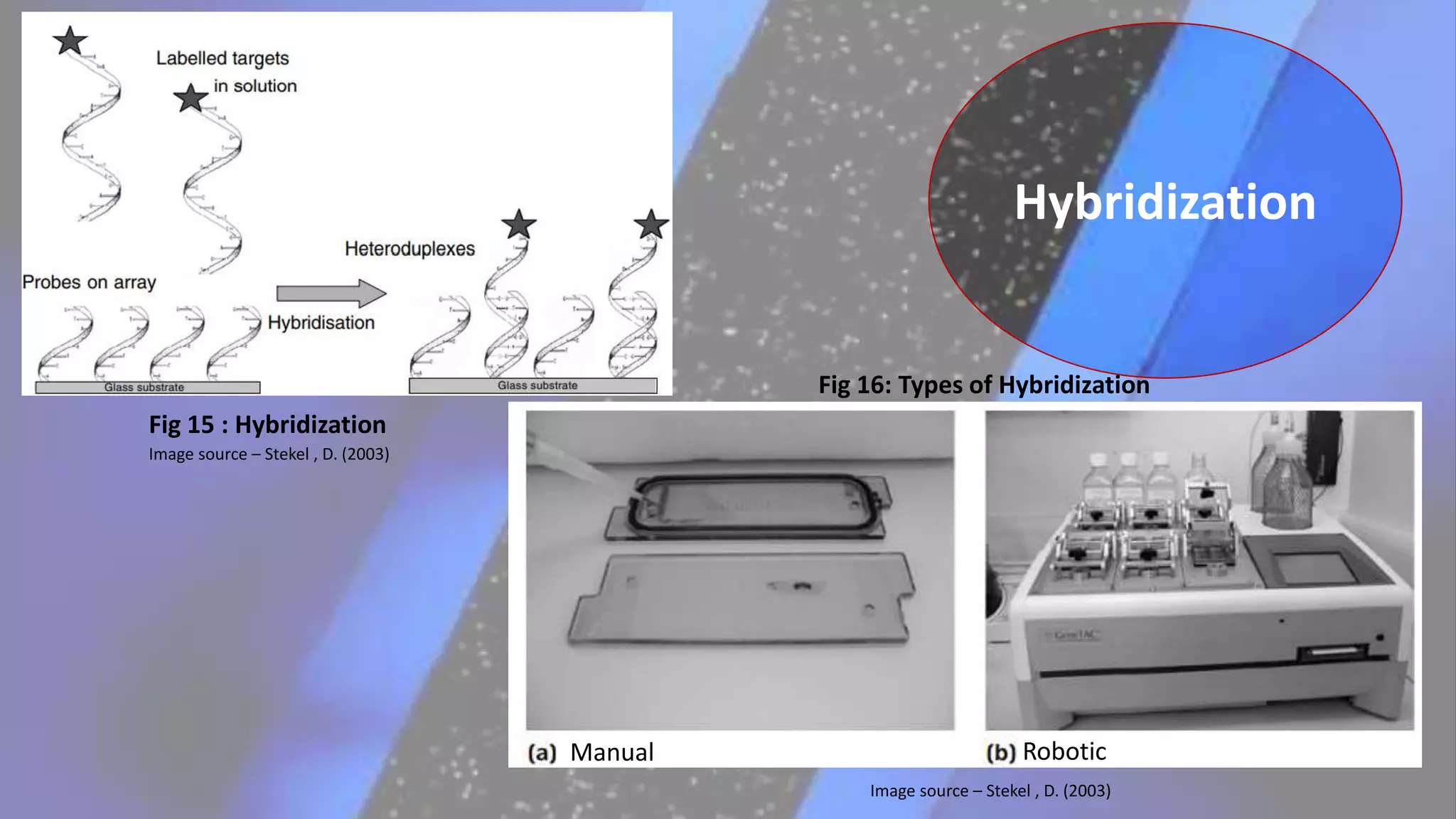 Hybridization
Fig 15 : Hybridization
Fig 16: Types of Hybridization
Manual Robotic
Image source – Stekel , D. (2003)
Image source – Stekel , D. (2003)
 
