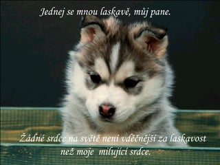 Jednej se mnou laskavě, můj pane. Žádné srdce na světě není vděčnější za laskavost  než moje  milující srdce. 